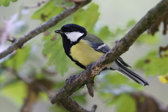 Great tit (Parus major) on a branch, wildlife, Germany