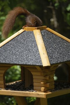 Eurasian red squirrel (Sciurus vulgaris), sitting on bird house, getting food through the roof hatch, feeding hatch, tail still looking out, funny, funny, Stuttgart, Baden-W&uuml;rttemberg, Germany