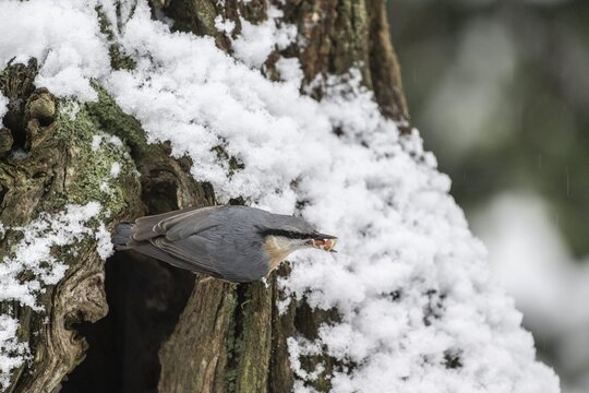 Nuthatch (Sitta europaea), Emsland, Lower Saxony, Germany