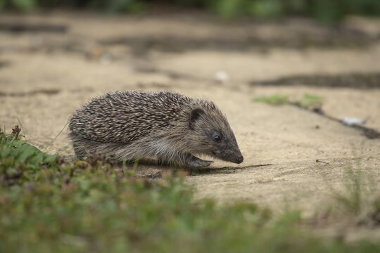 European hedgehog (Erinaceus europaeus) juvenile animal walking on a garden path, Suffolk, England, United Kingdom