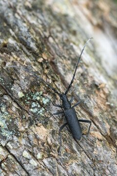 Beechbuck, beech spike, cerambycidae, cerambyx scopolii, small oakbuck, wrinkled buck, scopolis longhorn beetle, beetle, capricorn beetle, coleoptera, high size, portrait format, insects, beetles