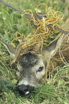 Roe deer (Capreolus capreolus) buck got its antlers caught in a pasture fence and had to be shot by the hunter, Allg&auml;u, Bavaria, Germany, Allg&auml;u, Bavaria, Germany