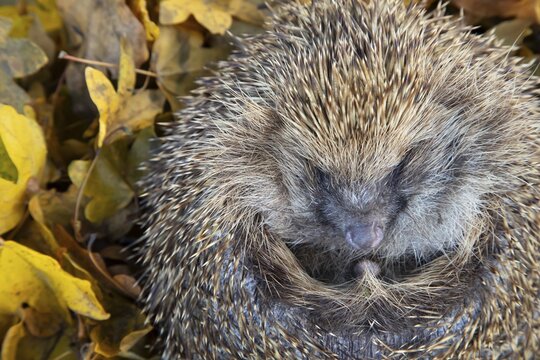 European hedgehog (Erinaceus europaeus) adult animal curled in a ball, England, United Kingdom