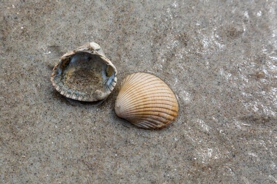 Shells on the beach in the sand, Holland, The Netherlands