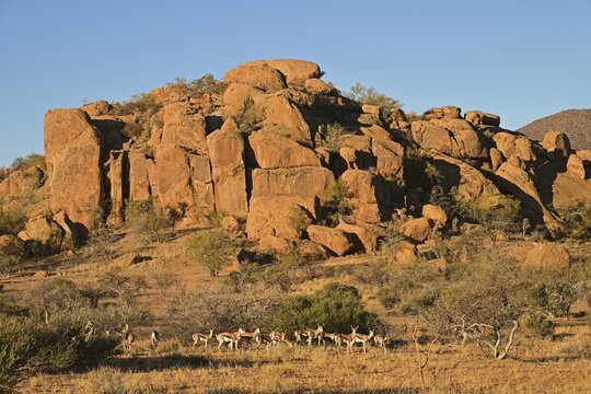 A herd of springbok (Antidorcas marsupialis) in front of a rock face, Erongo Mountains, Namibia