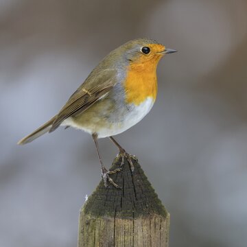 European robin (Erithacus rubecula), sitting on the top of a garden fence lath, Swabian Alb Biosphere Reserve, Baden-W&uuml;rttemberg, Germany