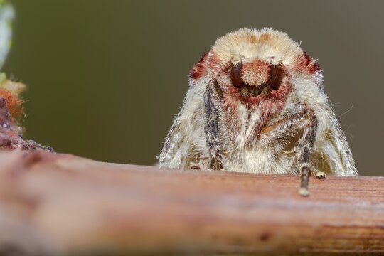 Buff tip, moonspot, moonbird, phalera bucephala, insects, moths, moths, butterflies