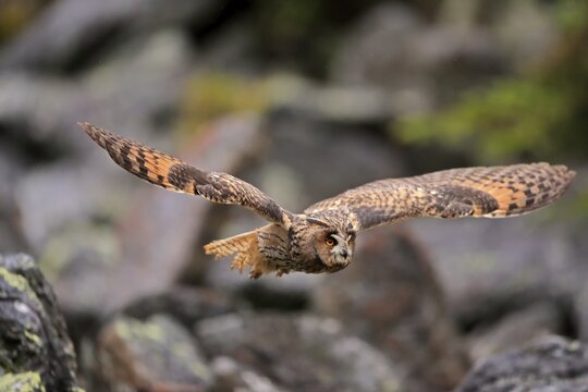 Long-eared owl (Asio otus), adult, flying, autumn, Bohemian Forest, Czech Republic