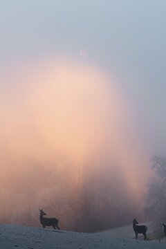 Two female red deer (Cervus elaphus) stand on a snow-covered meadow at sunrise, with dense, colorful fog in the background
