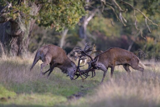 Red deer (Cervus elaphus), rutting fight of two capital stags in a meadow, Zealand, Denmark