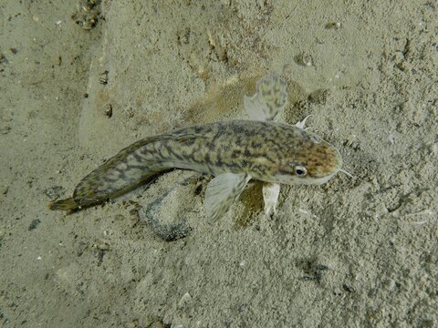 A burbot (Lota lota) lies well camouflaged in the sand at the &lsquo;Gro&szlig;er Parkplatz' dive site, Herrliberg, Lake Zurich, Canton of Zurich, Switzerland