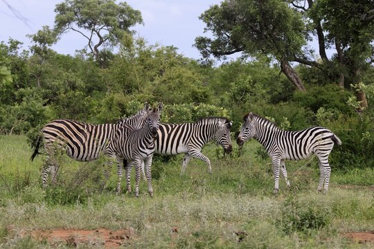 Burchell's zebra (Equus quagga burchelli), Burchell's zebra, adult, herd, alert, Kruger National Park, South Africa