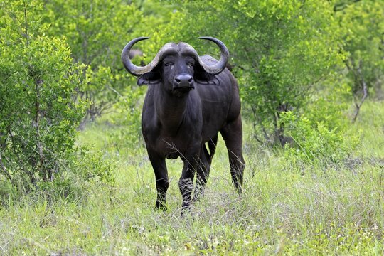 Cape buffalo (Syncerus caffer), adult, standing, alert, Kruger National Park, Limpopo Province, South Africa