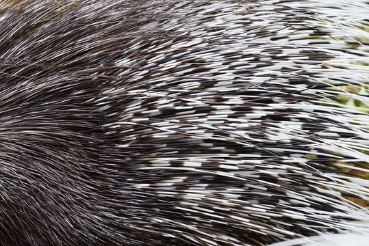 Indian crested porcupine or Indian porcupine (Hystrix indica), fur and spines, captive, occurring in Asia