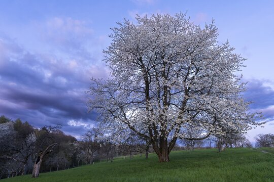 A white blossoming fruit tree in a meadow in spring, in the background more trees and forest. Blue sky, after sunset, some coloured clouds in the sky. Small Odenwald, Rhine-Neckar district, Baden-W&uuml;rttemberg, Germany