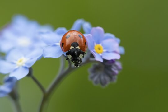 Seven-spot ladybird or ladybug (Coccinella septempunctata) adult insect on a garden Forget-me-not flower in spring, England, United Kingdom
