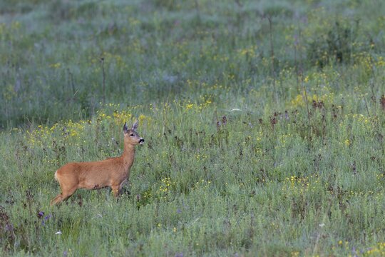 A doe (Capreolus capreolus) in the early morning on one of the beautiful mountain meadows of the High Tatras in Slovakia, summer, summer coat, mountain meadow, June, Slovakia