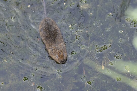 Water vole (Arvicola amphibius) adult mammal swimming across a pond, RSPB Minsmere nature reserve, Suffolk, England, United Kingdom