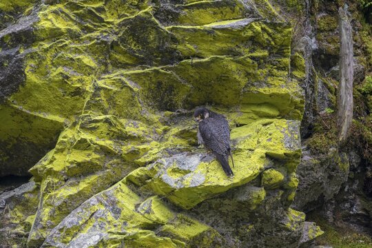 Peregrine falcon Falcon (Falco peregrinus), female sitting in a rock face overgrown with sulphur lichen, Black Forest, Baden-W&uuml;rttemberg, Germany