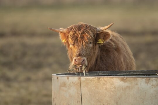 Highland cattle (Bos taurus) juvenile animal eating grass, Lincolnshire, England, United Kingdom