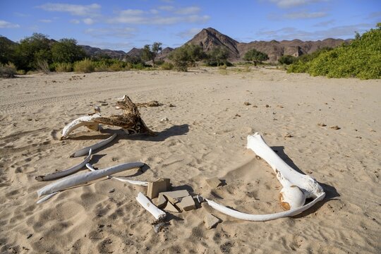 Bone of an elephant (Loxodonta africana) in the Hoanib dry river, Kaokoveld, Kunene region, Namibia