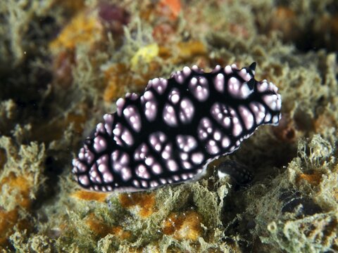 Black-pink nudibranch with striking pattern, pustule warty snail (Phyllidiella pustulosa), on underwater ground, dive site Gondol Reef, Gondol, Bali, Indonesia