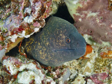 Close-up of a sooty-headed moray eel (Gymnothorax flavimarginatus) peering curiously out from between the rocks, SD dive site, Nusa Ceningan, Nusa Penida, Bali, Indonesia