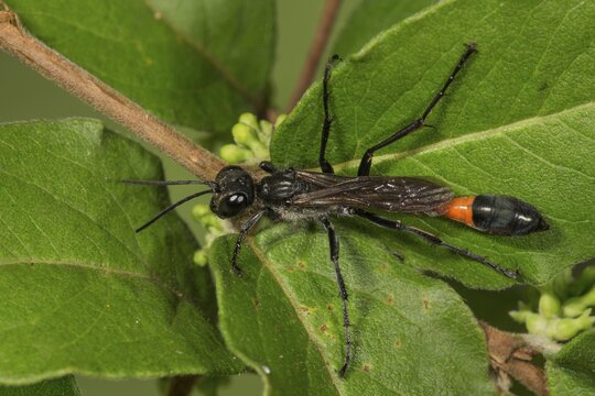 Red banded sand wasp (Ammophila sabulosa) on common snowberry (Symphoricarpos albus) Baden-W&uuml;rttemberg, Germany