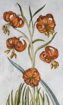 Blossoms, turban lily (Lilium pomponium), hand-coloured copperplate engraving from the Hortus Eystettensis, plant book by the Nuremberg apothecary Basilius Besler, Renaissance, Eichst&auml;dt, 1613