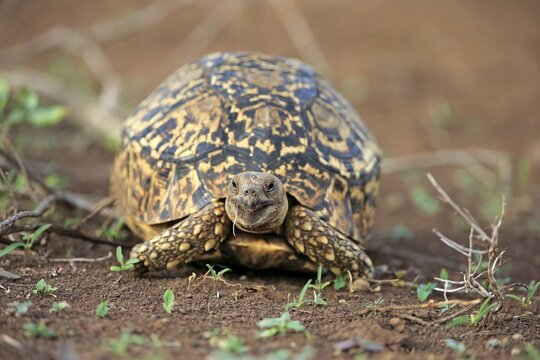 Leopard tortoise (Testudo pardalis), adult, Kruger National Park, South Africa