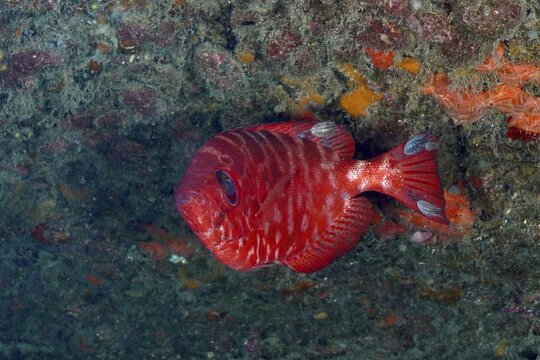 Red-eyed grossaugenbarsch (Heteropriacanthus cruentatus) in a richly detailed underwater landscape, Pasito Blanco Reef dive site, Arguinegu&iacute;n, Gran Canaria, Spain, Atlantic Ocean