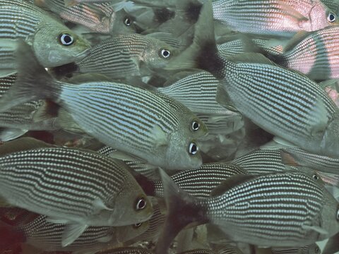 A tightly knit school of fish with distinctive line patterns, black-spotted grunts (Haemulon maculicauda), Cano Island dive site, Uvita, Costa Rica, Pacific Ocean, Central America