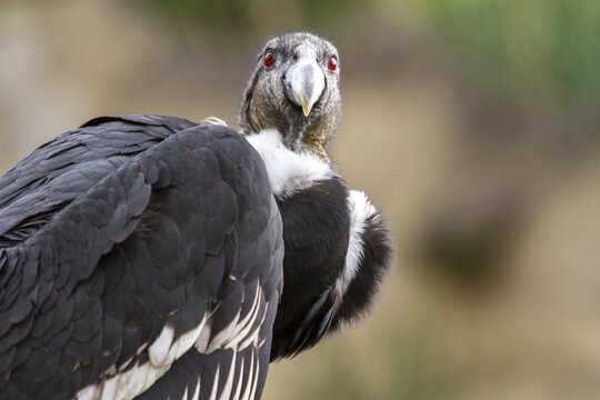 Andean condor (Vultur gryphus), Condor female perched on a rock, Cotopaxi national park, Cotopaxi, Napo and Pichincha provinces, Ecuador, South America