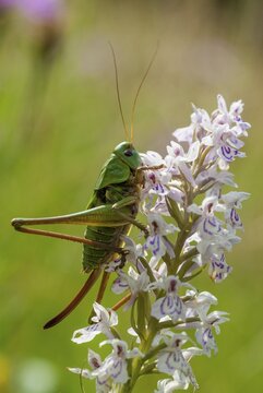 Decticus verrucivorus, grasshoppers, deciduous locusts, wart biters, ensifera, female, grasshoppers, grasshoppers, high size, portrait format, insects, long-feeler scare, nymph, wait biter, female