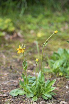 Arnica Montana, Arnica, Asteraceae, Mountain Welfare Rental, Daisy, Flora, High Size, Portrait, Leopard's Bane, Mountain Arnica, Mountain Tobacco, Plants, Wolf's Bane