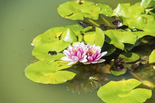Pink and white Water Lily (Nymphaea spp.) in a pond