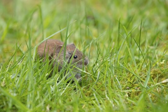 Field vole (Microtus agrestis) adult rodent animal in grassland, Suffolk, England, United Kingdom