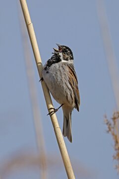 Reed bunting (Emberiza schoeniclus) singing on a reed, wildlife, Germany