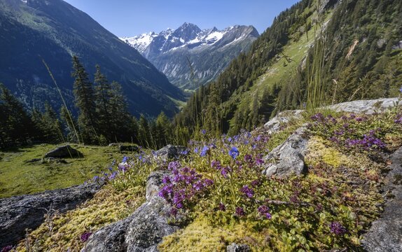 Mountain landscape, Zamser Eck, Kleiner Hochsteller, K&auml;lberlahnerspitze and Hochsteller, Zillertaler Alps, Zillertal, Tyrol, Austria