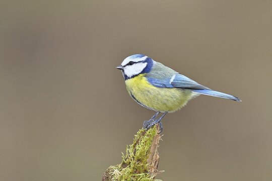 Blue tit (Parus caeruleus), sitting on moss-covered dead wood, Wilnsdorf, North Rhine-Westphalia, Germany