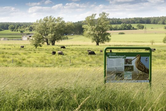 Artiodactyla, Bubalus Arnee, Even-Toed Ungulate, Frie&szlig;nitzer See, Germany, Greiz, Pairhoofes, Thuringia, Water Buffalo, Grazing, Domesticated Animals, Extensive Grazing, Grazing, Pets, Mammals, Vogtland