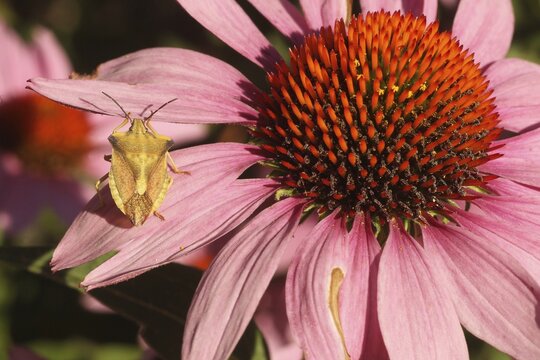Carpocoris fuscispinus on a red coneflower (Echinacea purpurea) in bloom in the garden, size comparison, Allg&auml;u, Bavaria, Germany