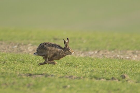 European brown hare (Lepus europaeus) adult animal running in a farmland cereal field, England, United Kingdom