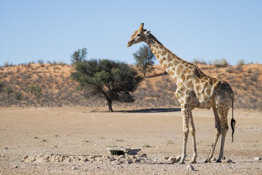 Cape giraffe (Giraffa giraffa giraffa), Kgalagadi Transfrontier National Park, Northern Cape, South Africa