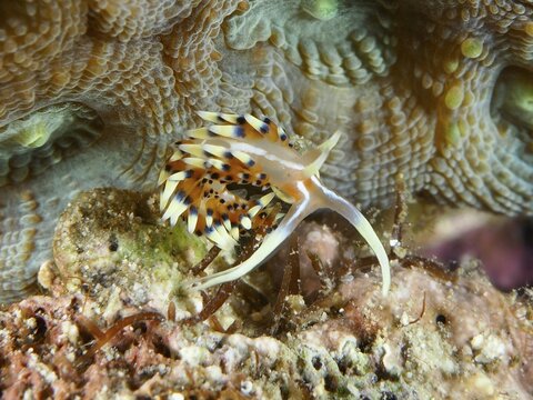Colourful, spotted sea snail with long appendages, Indian Caloria (Caloria indica), crawls on corals. Dive site Spice Reef, Penyapangan, Bali, Indonesia