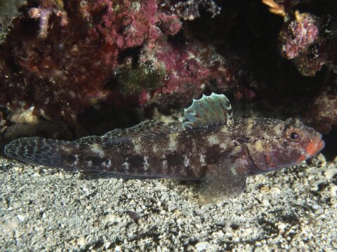 A fish with a distinctive fin, the red-mouthed goby (Gobius cruentatus), on the seabed, at the Hausriff dive site, Stoja, Pula, Croatia, Mediterranean Sea