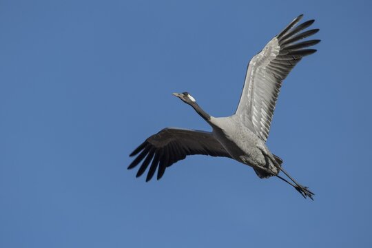 01_ (grus grus) flying in front of blue sky, migratory bird, V&auml;sterg&ouml;tland, Sweden
