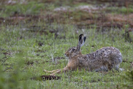 When brown hares (Lepus europaeus) finish a rest undisturbed, they usually stretch their limbs extensively, Germany