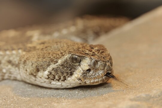 Texas rattlesnake or western diamondback rattlesnake (Crotalus atrox) lambent, captive, occurring in North America