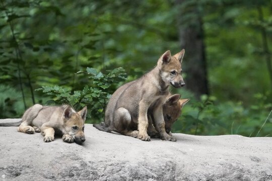 European gray wolf (Canis lupus) pups sitting on a hill, captive
